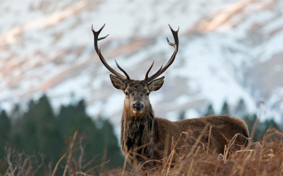 Red deer stag / male (Cervus elaphus) on moorland in the hills in winter in the Scottish Highlands - Arterra/Getty Images