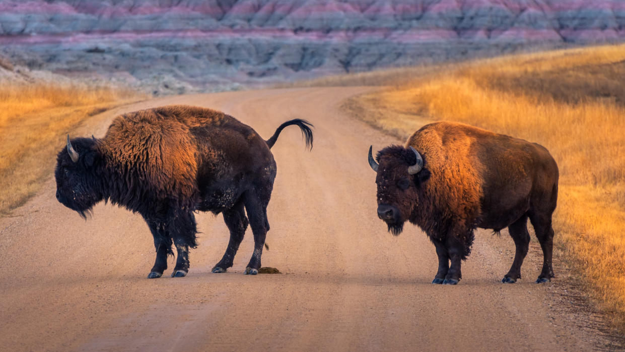  Two bison at Badlands National Park, USA 