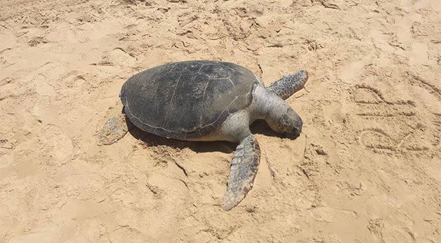 The turtle was photographed with his head slumped in the sand, with the letters 'RIP' written next to him. Photo: Supplied