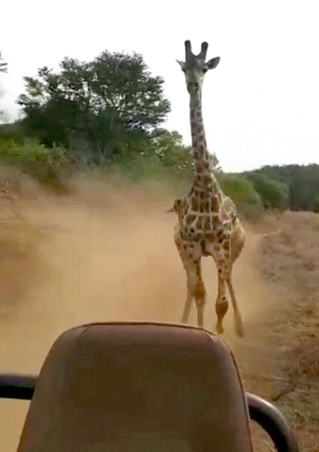 Giraffe Charges Vehicle Full Of Tourists On Safari It Was Certainly A Scary Adventure 