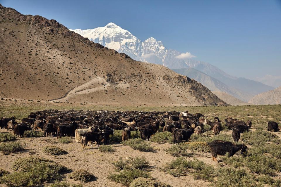 To a majestic backdrop of the snow-capped Annapurna mountains in the Himalayas, Changra goats graze on the wild Jadibuti herbs at Charan Chetra plateau, 3,000 metres above sea level in Mustang District, Nepal (Paddy Dowling)