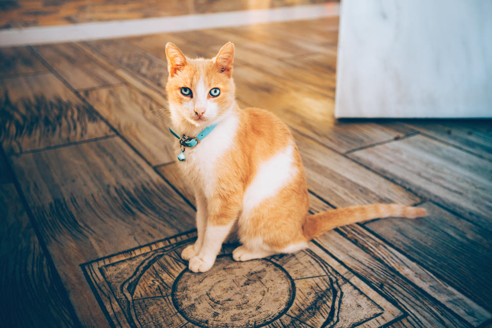 Katze mit einem Glöckchenhalsband