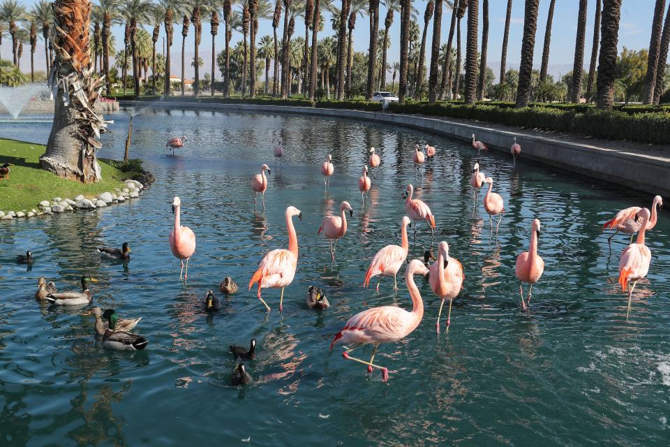 Flamingos and other birds, seen Feb. 10, 2021, are a regular sight at the JW Marriott Desert Springs Resort in Palm Desert.