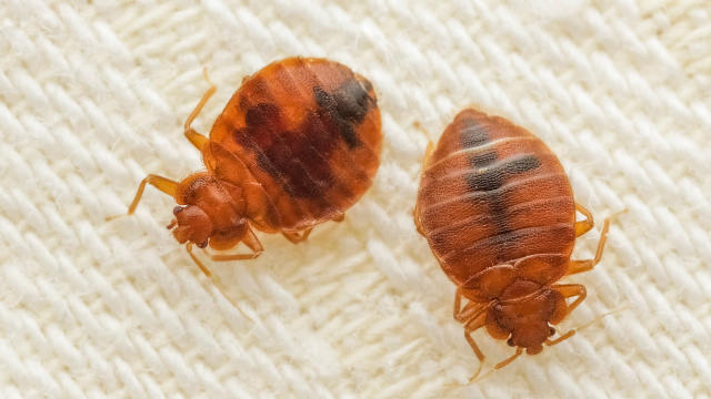 Where to find bed bugs in your home — check out these 9 places first