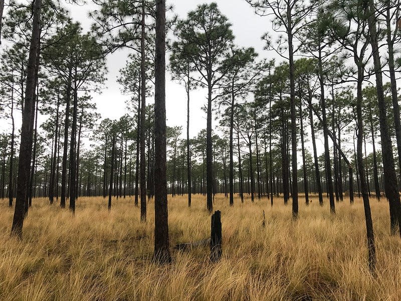 Holly Shelter Gamelands in Pender County.