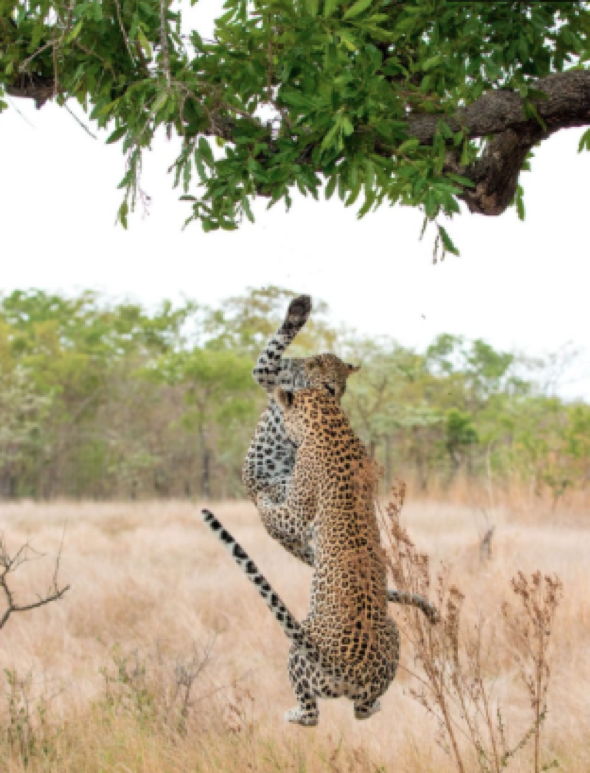 Leopard playing in tree told off by mum (pictures)