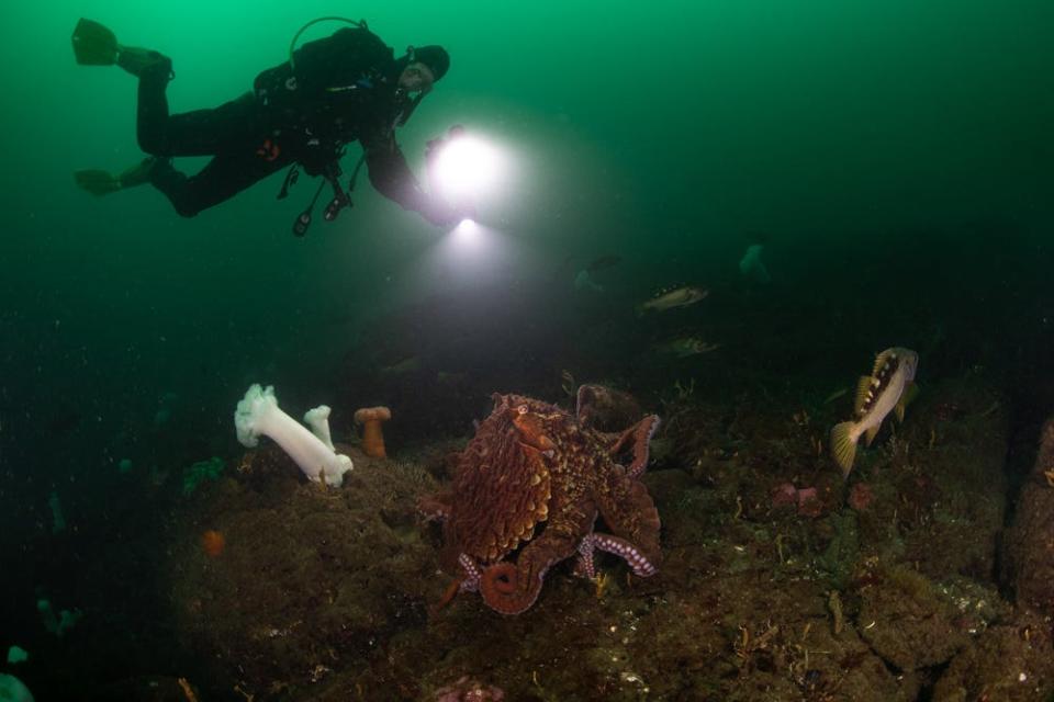 The waterways around Seattle offer protected dives and a chance to see incredible sealife, like human-sized lingcod and brilliant white plumose anemones.