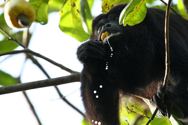 <span class="caption">A black howler monkey eating a juicy cashew fruit.</span> <span class="attribution"><a class="link " href="https://www.shutterstock.com/image-photo/black-howler-monkey-eating-cashew-fruit-665806396" rel="nofollow noopener" target="_blank" data-ylk="slk:akramer/Shutterstock;elm:context_link;itc:0;sec:content-canvas">akramer/Shutterstock</a></span>