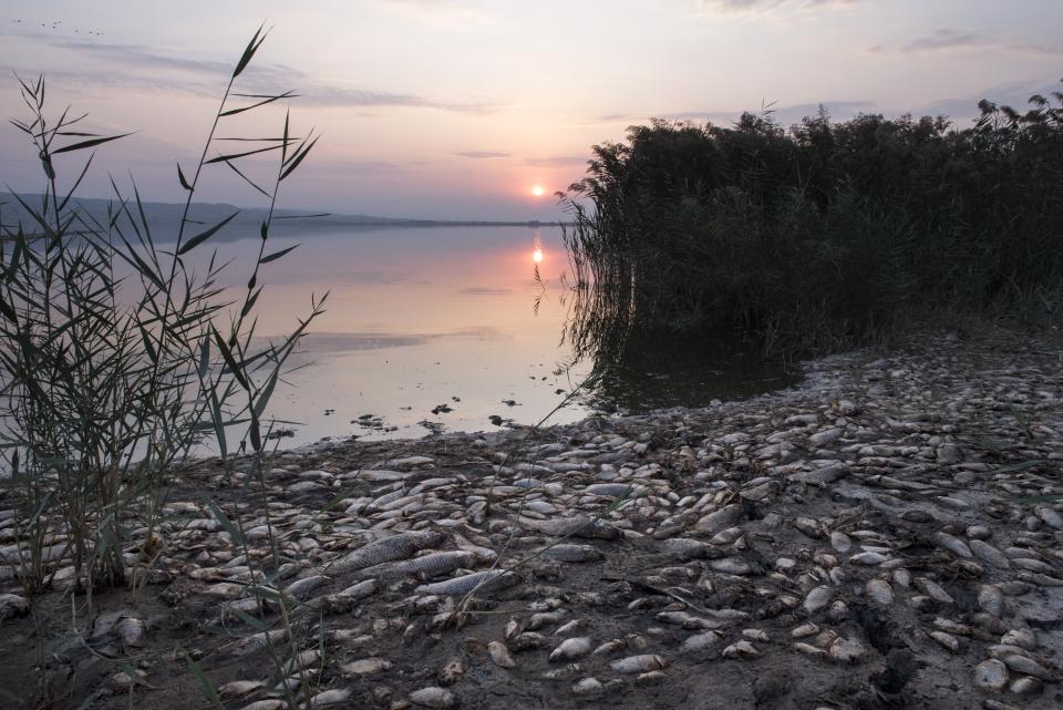 Dead fish lie on the shore of Koroneia Lake in northern Greece, on Thursday, Sept. 19, 2019. Tens of thousands of dead fish are washing up as the water level has plummeted to less than a meter deep (three feet) and the lack of oxygen in the water is leading to mass mortality of everything in it. (AP Photo/Giannis Papanikos)