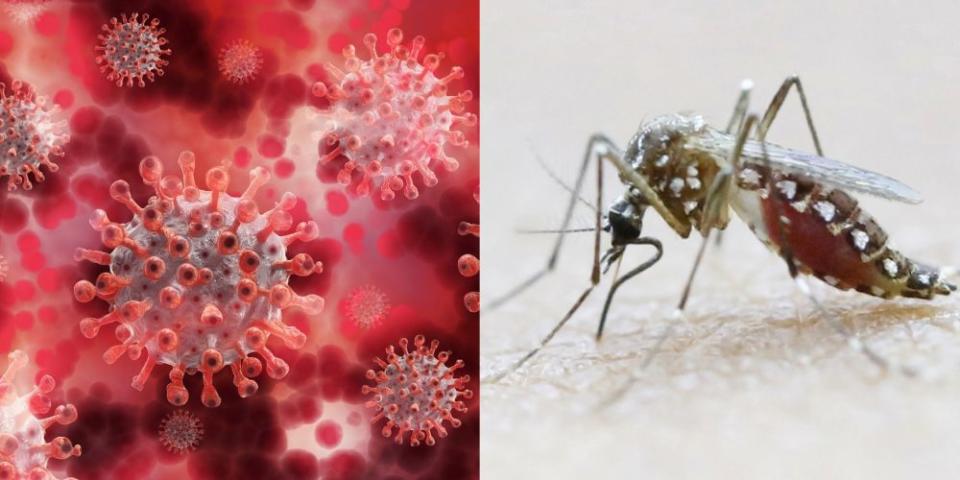 Dr Lee has offered advice to quell confusion over the differences and similarities between Covid-19 and dengue. — Pictures via Pixabay and Reuters