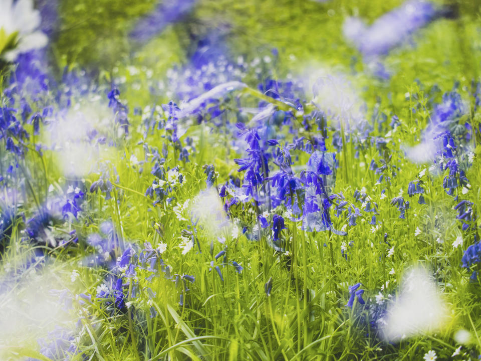 Bluebells on sunny day