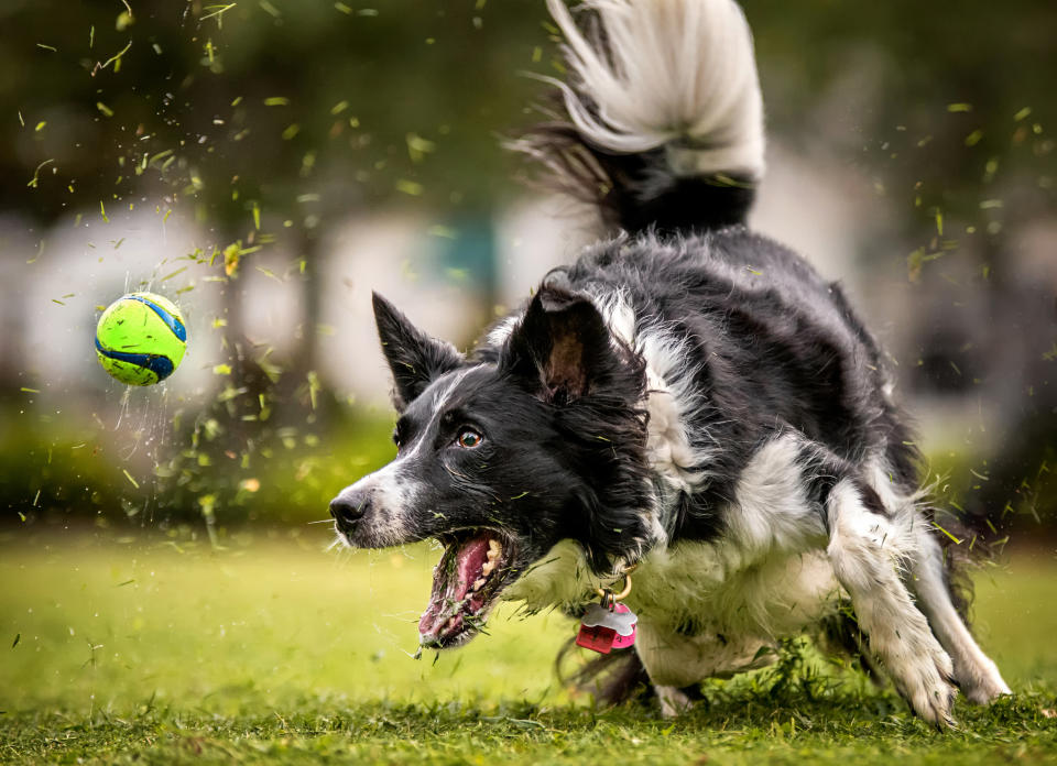 A dog playing with a ball