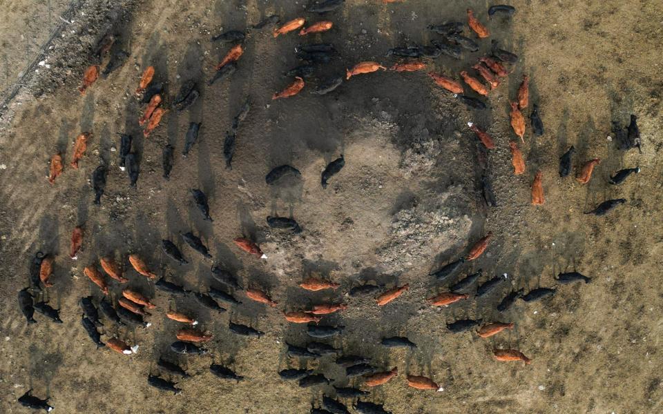 A drone view of cattle in a ranch in San Antonio de Areco, on the outskirts of Buenos Aires, last month