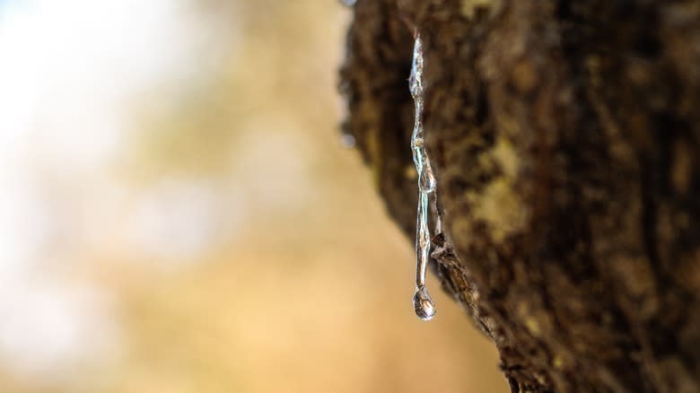 mastic drop from tree