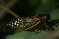 An adult cicada is seen, in Washington, Thursday, May 6, 2021. Trillions of cicadas are about to emerge from 15 states in the U.S. East. The cicadas of Brood X, trillions of red-eyed bugs singing loud sci-fi sounding songs, can seem downright creepy. Especially since they come out from underground only ever 17 years. (AP Photo/Carolyn Kaster)