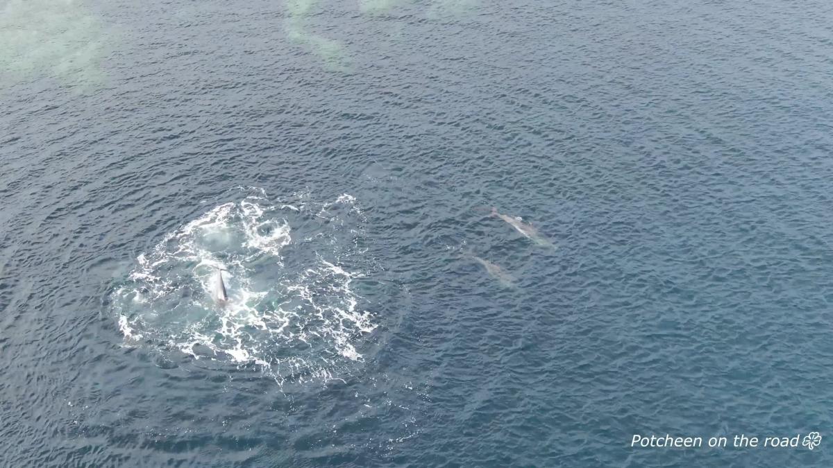 Drone Captures Playful Dolphin Pod Off Irish Coast