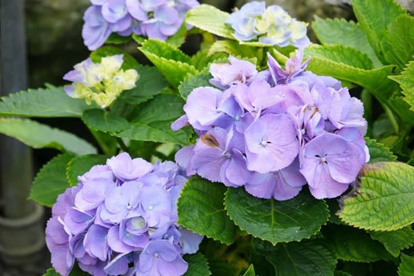 藍紫色的繡球花特別受到賞花遊客喜愛。