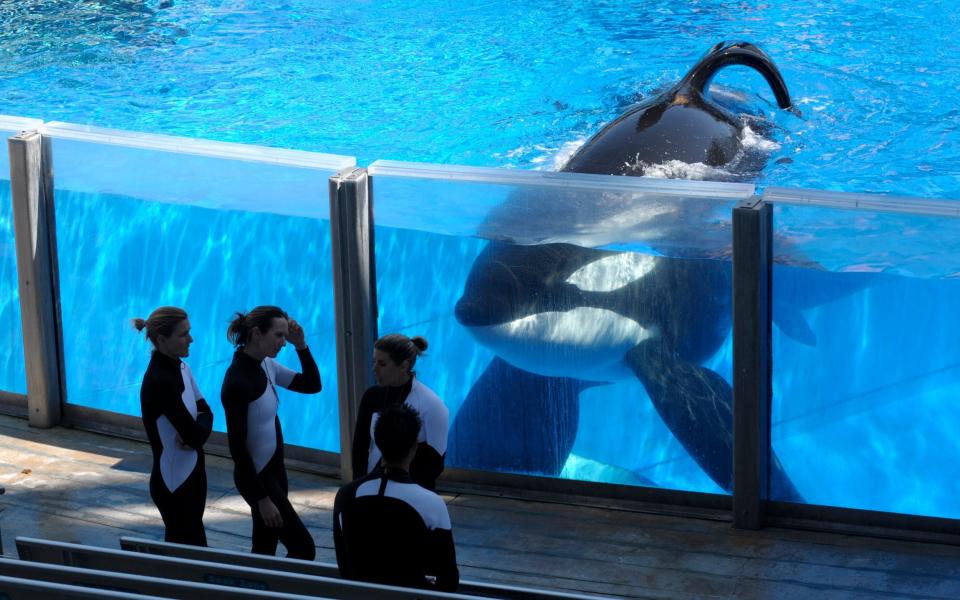 Tilikum killer whale at SeaWorld Orlando