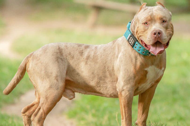 Shooting portrait of an american bully xl dog in nature