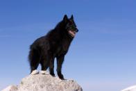 <p>Bright and loyal, these canines worked during World War I as message-carriers and ambulance dogs. Today the herders are known for being versatile, good with children and protective.</p><p><strong>Weight: 45-75 pounds</strong></p>