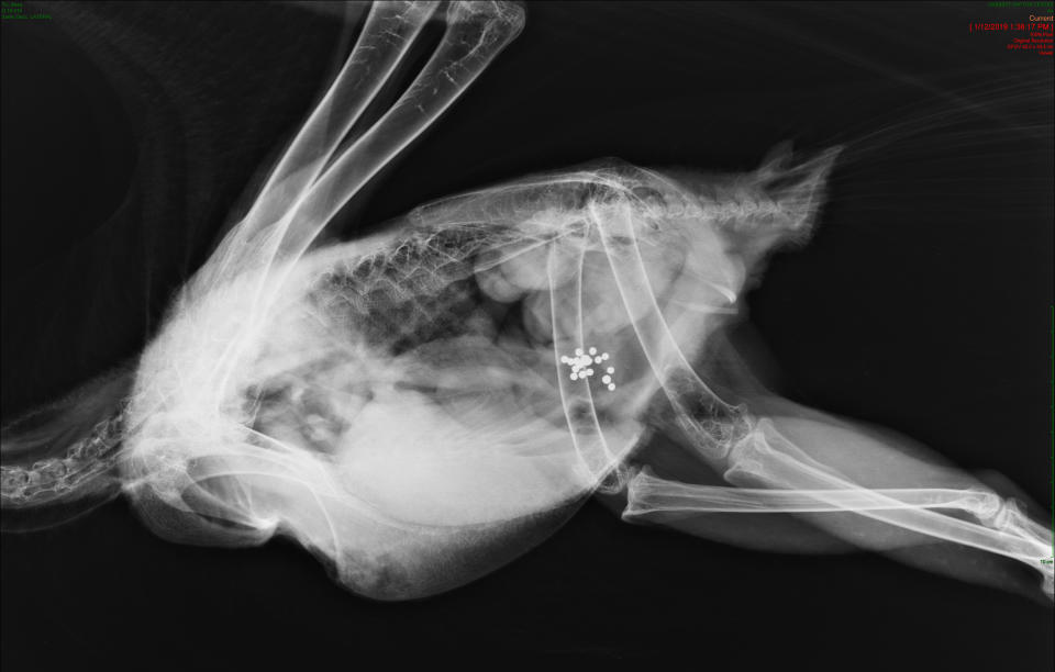 Radiograph of a bald eagle post-mortem that ingested lead fragments. (The Raptor Center, University of Minnesota)