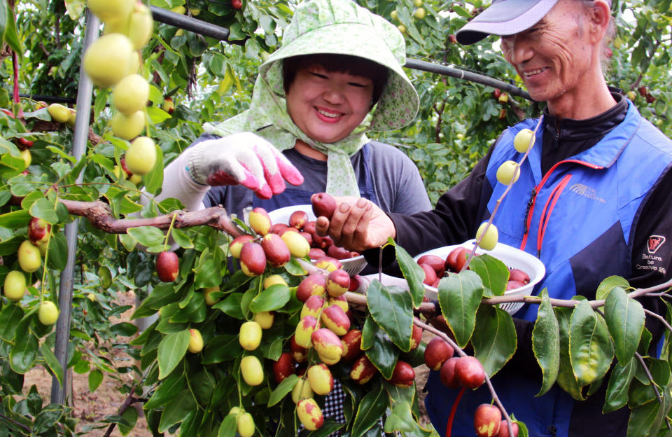 Bauern ernten die reifen Jujuben auf einem Feld in Südkorea. (Bild: ddp images)