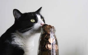 Cat sniffing a jar of pennies