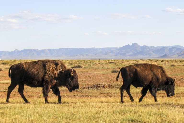 A herd of genetically pure American bison, two of which are seen September 14, 2018, are protected at El Uno ranch in Chihuahua state, Mexico