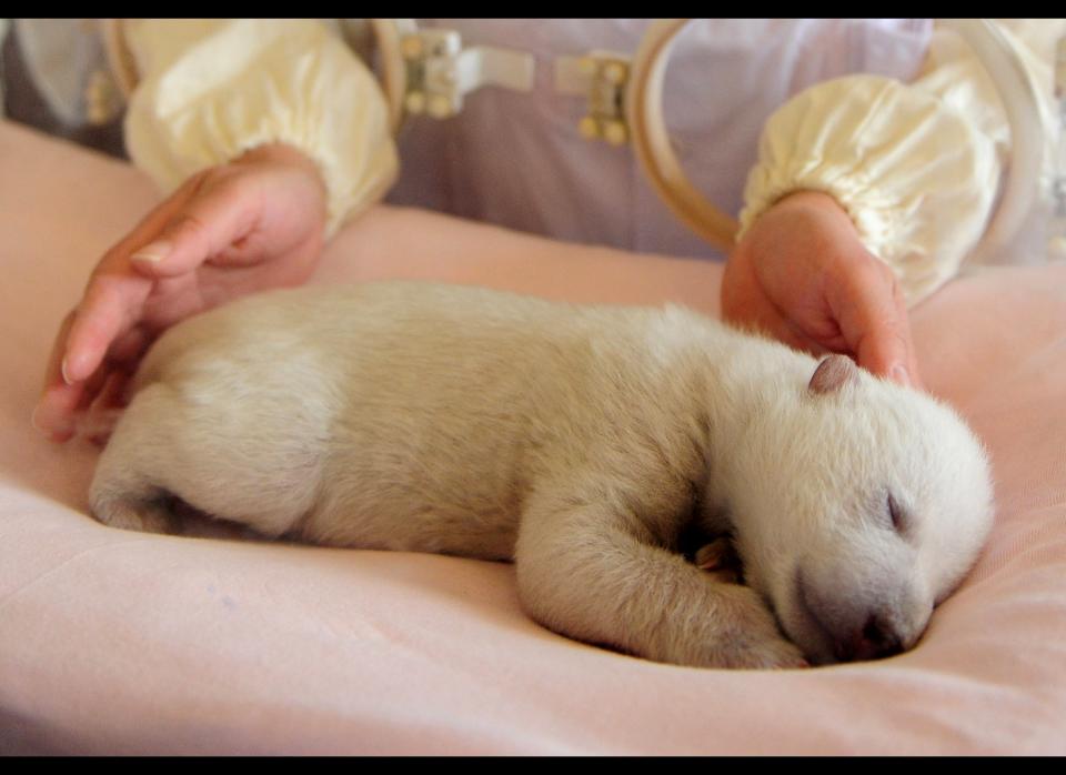 This photo taken on January 17, 2012 shows a zoo keeper attending to a new-born polar bear cub at the Ocean Aquarium of Penglai, in Yantai, in east China's Shandong province. This female cub was delivered by five-year-old polar bear 'Pengpeng' on January 1 weighing  640 grams, as the first polar bear born in the aquarium. STR/AFP/Getty Images