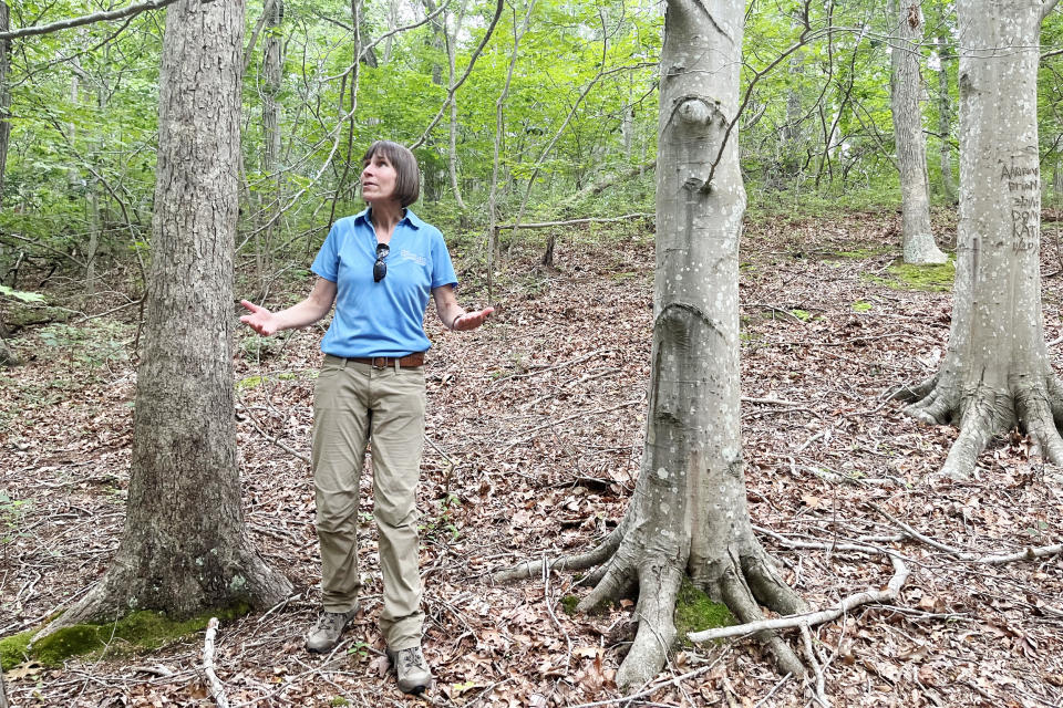 BLD pic 3 - Beth Brantley, a research scientist with Bartlett Tree Experts, in Wildwood State Park where many beech trees are missing their leaves due to beech leaf disease (Rich Schapiro / NBC News)