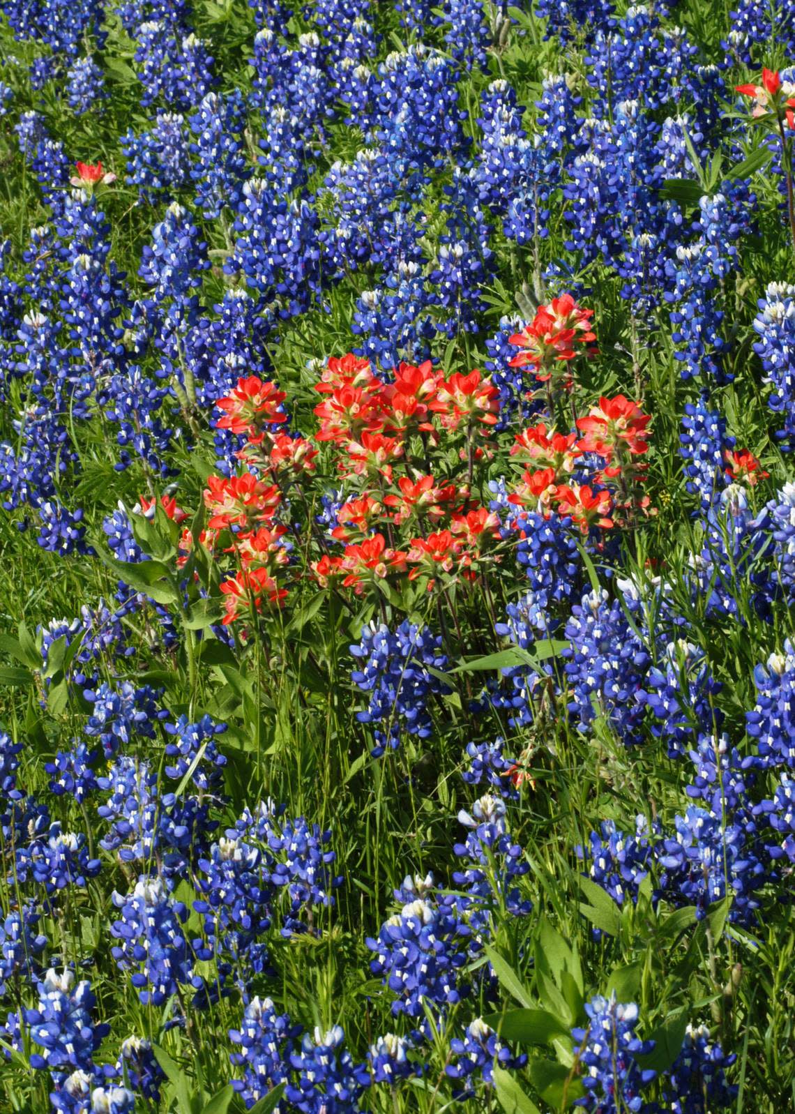 Spring wildflowers such as bluebonnets and others must be planted in early fall, but weather will have to change for them to germinate successfully.