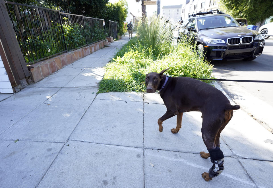 A dog is walked near an area on North Sierra Bonita Ave. where Lady Gaga's dog walker was shot and two of her French bulldogs stolen, Thursday, Feb. 25, 2021, in Los Angeles. The dog walker was shot once Wednesday night and is expected to survive his injuries. The man was walking three of Lady Gaga's dogs at the time but one escaped. (AP Photo/Chris Pizzello)