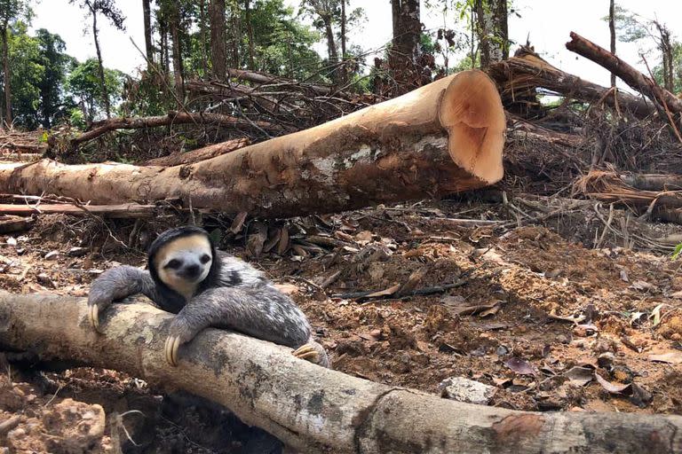 Deforestación en Guayana Francesa