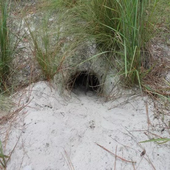 An active gopher tortoise burrow has half-moon shaped entrances and can range in size from 2.5 to 15 inches wide, depending on the size of the tortoise that dug the burrow.