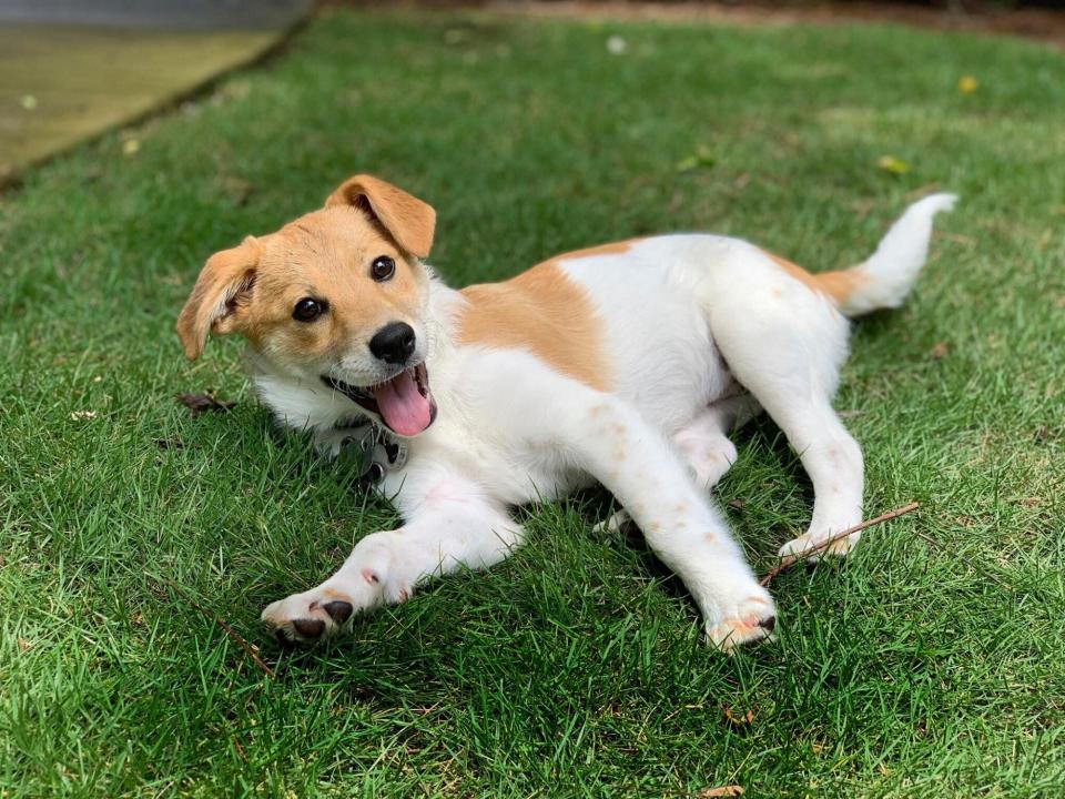 worlds cutest rescue dog finalists