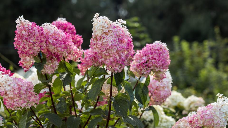 hydrangea paniculata vanille fraise on a stem