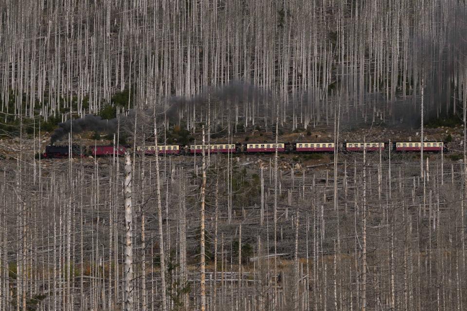 Un tren de vapor atraviesa un bosque destruido por el escarabajo descortezador y la sequía el 23 de octubre de 2022 en las montañas Harz cerca de la estación de tren en Schierke, Alemania. (AP Foto/Matthias Schrader)