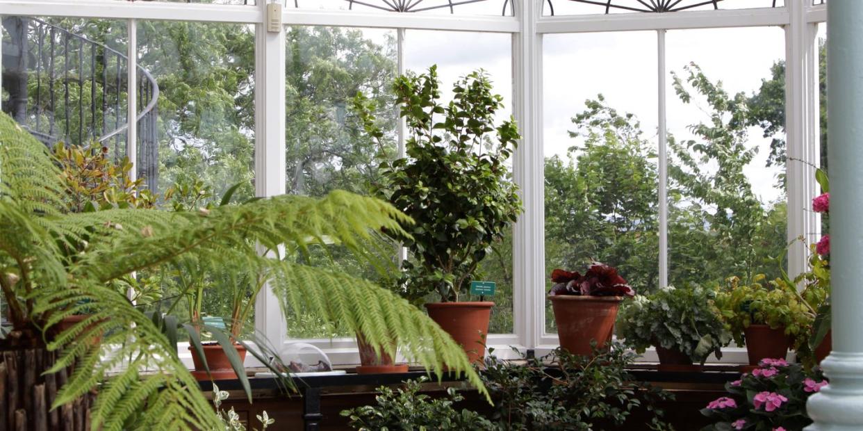 conservatory plants