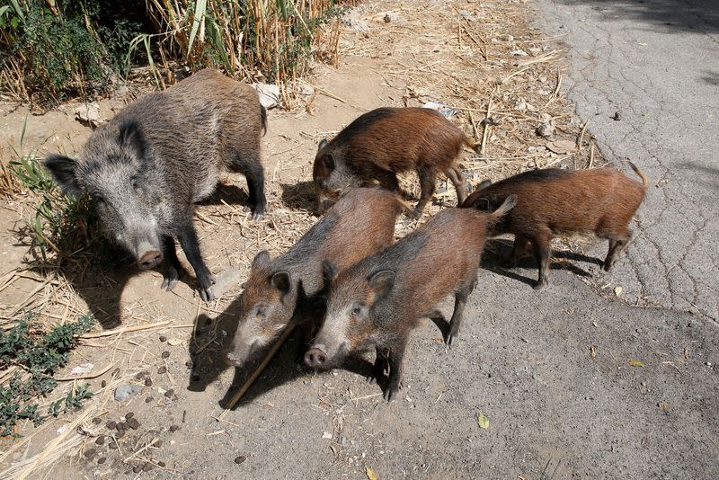 Jabalíes en busca de comida en Roma