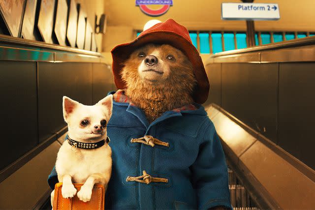 Everett Collection Paddington Bear in 'Paddington'