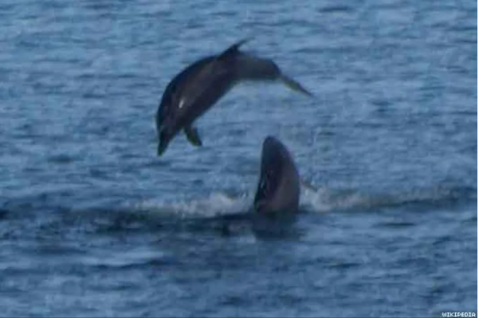 Bottlenose Dolphins