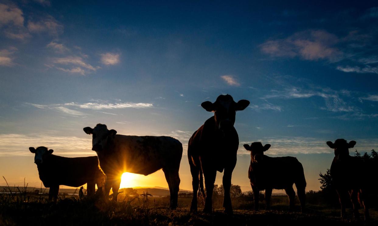 <span>Farmers argue daylight saving has gradually become longer in NSW – and it’s making their lives worse. They want it shortened from six months.</span><span>Photograph: Richard Wayman/Alamy</span>