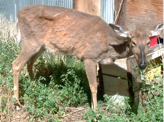 A photo of a deer with Chronic Wasting Disease.