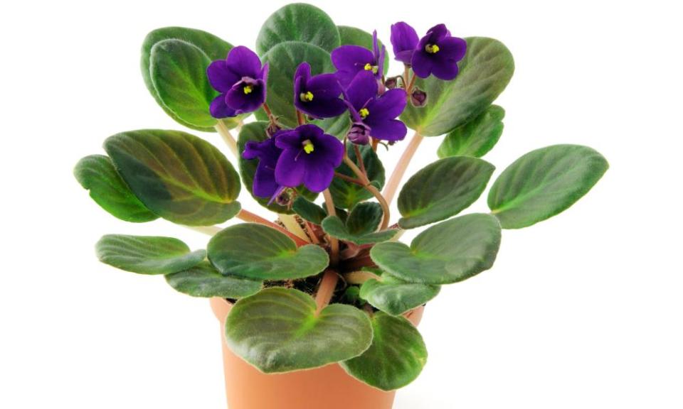 African violet flower in pot on isolated white background