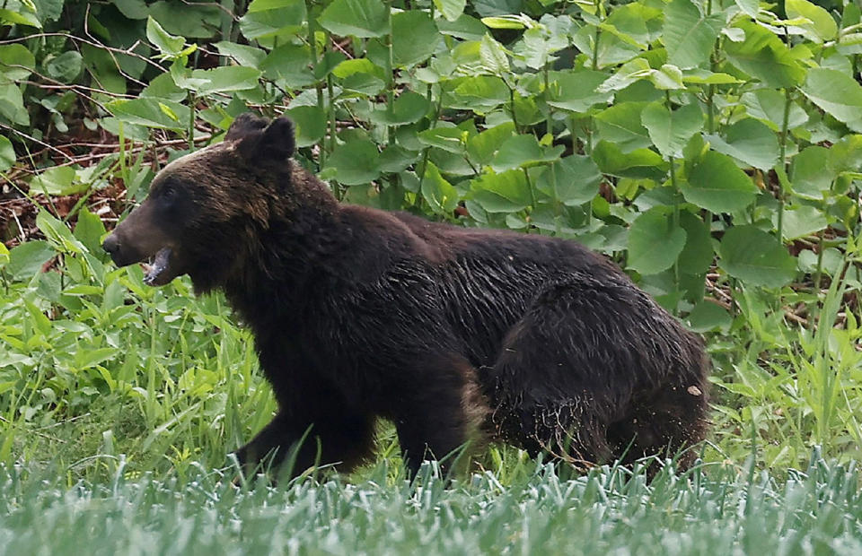 Image: A brown bear that is on the loose in Sapporo, Hokkaido prefecture, Japan (AFP - Getty Images)