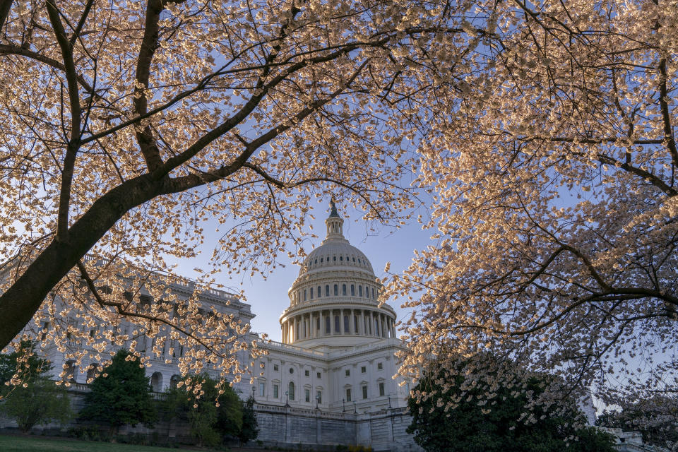 FILE - In this April 1, 2019, file photo the Capitol is framed amid blooming cherry trees in Washington. In a city where the meet-and-greet is hardwired into the culture of political life, the coronavirus is rapidly changing the norms, even before a first case arrives in the nation's capital. (AP Photo/J. Scott Applewhite, File)