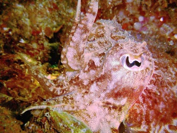 A common cuttlefish, <i>Sepia officinalis</i>