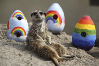 A meerkat sits near to rainbow coloured Easter eggs filled with enrichments given to the animals by staff at Blair Drummond Safari Park, in Blair Drummond, Scotland, Friday, April 10, 2020. The park is closed to the public as the UK continues its lockdown to help curb the spread of the coronavirus. (Andrew Milligan/PA via AP)