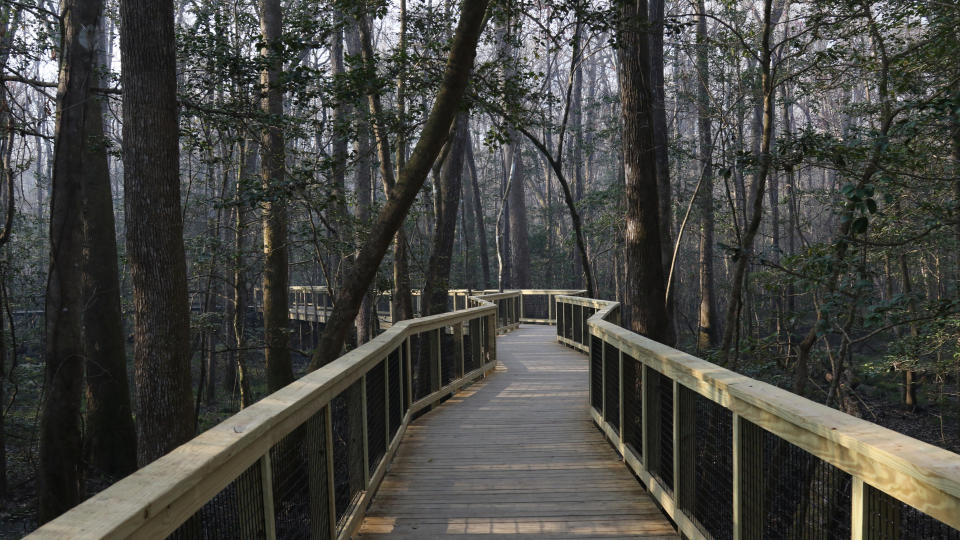 A boardwalk through the forest in Congaree National Park