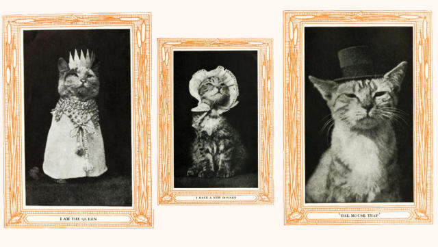 Busted, funny humorous large original photograph of a bad cat wearing  vintage dress and sweater posing for her mug shot at the Cat-town Jail